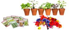 Plants, fleurs et semences